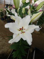 [3500 PO20 Sisto No02.JPG]